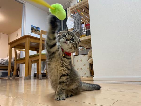 真剣な眼差しで遊ぶ子猫の写真に、１２万人が悶絶！　その写真が…こちら