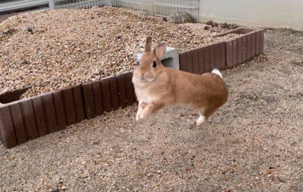 作ったばかりの庭に、ウサギを出してみると？　リアクションに１２万人が『いいね』