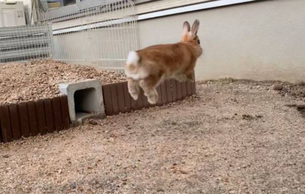 作ったばかりの庭に、ウサギを出してみると？　リアクションに１２万人が『いいね』