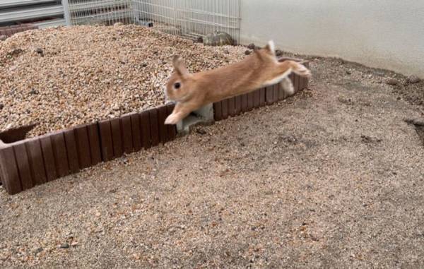 作ったばかりの庭に、ウサギを出してみると？　リアクションに１２万人が『いいね』