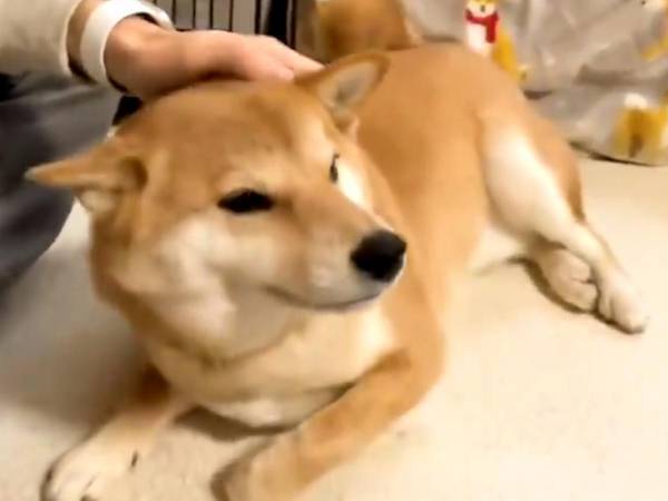 柴犬が『甘える瞬間』をとらえた動画に、９万人が『いいね』