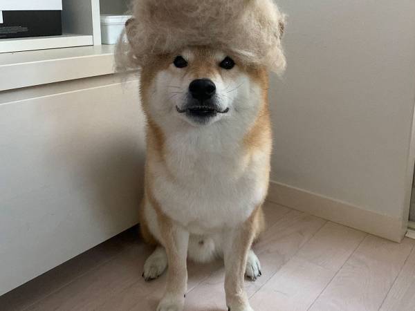 何やら満足そうな表情の柴犬　頭の上を見てみると…？