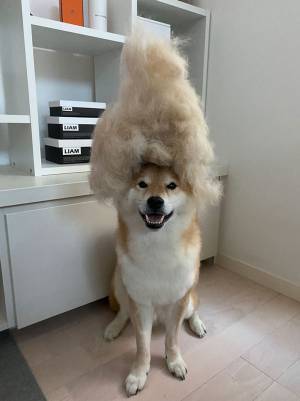 何やら満足そうな表情の柴犬　頭の上を見てみると…？