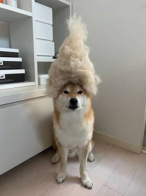 何やら満足そうな表情の柴犬　頭の上を見てみると…？