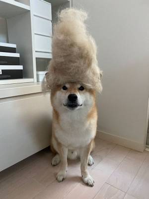 何やら満足そうな表情の柴犬　頭の上を見てみると…？