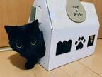 「なんだこのかわいい生き物は」「最高」　黒猫の４枚の写真に１２万人が悶絶！
