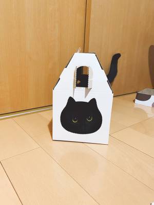 「なんだこのかわいい生き物は」「最高」　黒猫の４枚の写真に１２万人が悶絶！