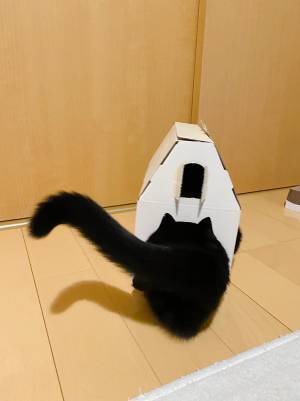 「なんだこのかわいい生き物は」「最高」　黒猫の４枚の写真に１２万人が悶絶！