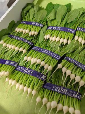 豊洲市場ドットコムが紹介した見慣れない珍しい野菜に反響！　これは一体何…？