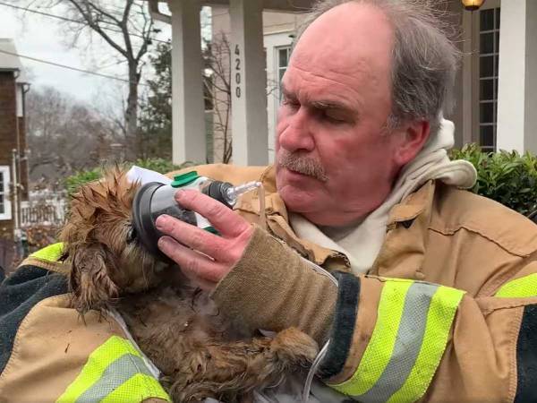 火事の焼け跡から奇跡的に救出された犬　飼い主との再会シーンに涙