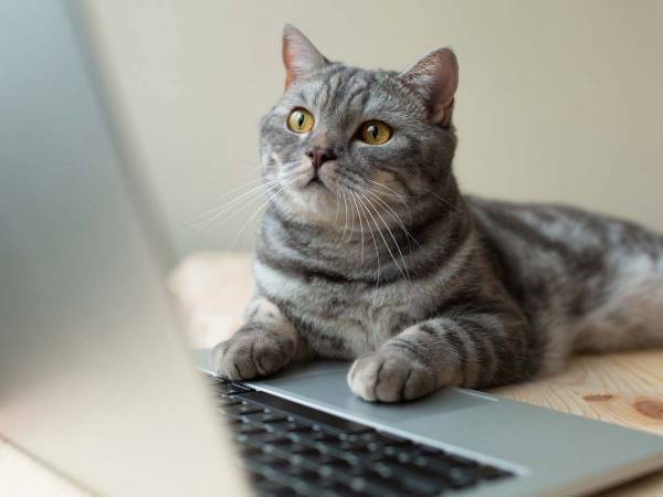 Zoomの裁判に参加した弁護士が『子猫』の姿に？　「爆笑した」