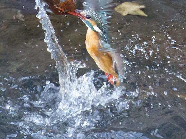 カワセミの『かっこいい失敗』に３０万人から反響　「これは笑う」「ナイスショット！」