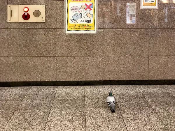 駅のポスターを見つめる鳩　書かれていた内容に「切ない」「哀愁が…」の声