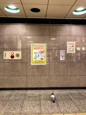 駅のポスターを見つめる鳩　書かれていた内容に「切ない」「哀愁が…」の声