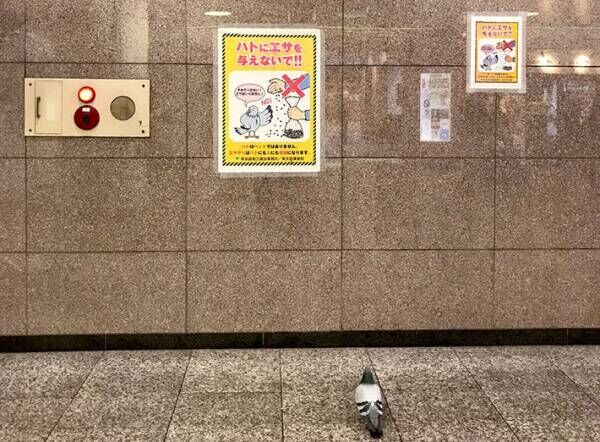 駅のポスターを見つめる鳩　書かれていた内容に「切ない」「哀愁が…」の声