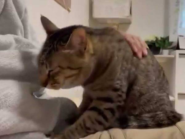 ふみふみ中にイラっとした猫、その後…？　１７万人が悶絶した動画がこちら！