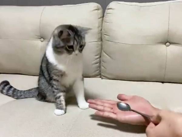 猫の前で手品を披露した結果…！？　１２０点のリアクションに「笑った」「最高です」