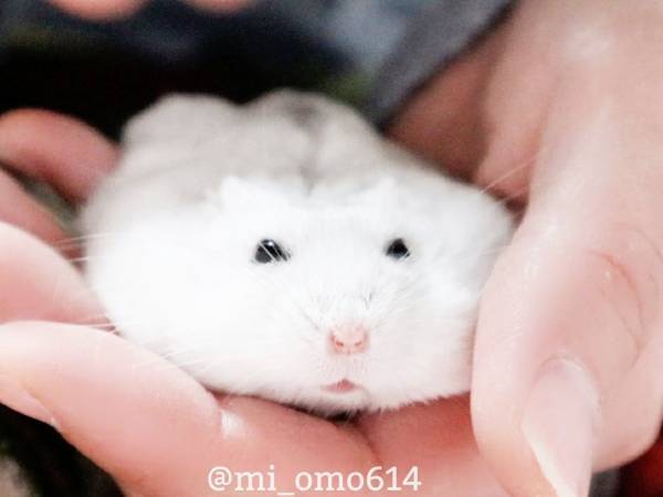 ハムスターも液体だったとは…　リラックスしすぎて手の上でとろける姿がこちら【全４枚】