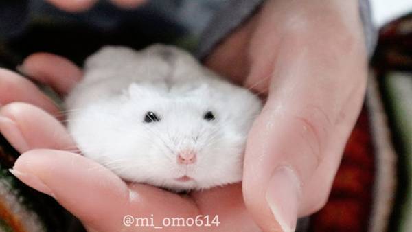 ハムスターも液体だったとは…　リラックスしすぎて手の上でとろける姿がこちら【全４枚】