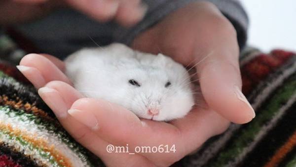 ハムスターも液体だったとは…　リラックスしすぎて手の上でとろける姿がこちら【全４枚】