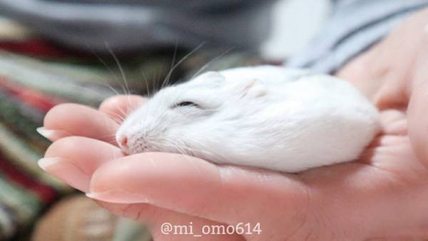 ハムスターも液体だったとは…　リラックスしすぎて手の上でとろける姿がこちら【全４枚】