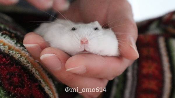 ハムスターも液体だったとは…　リラックスしすぎて手の上でとろける姿がこちら【全４枚】