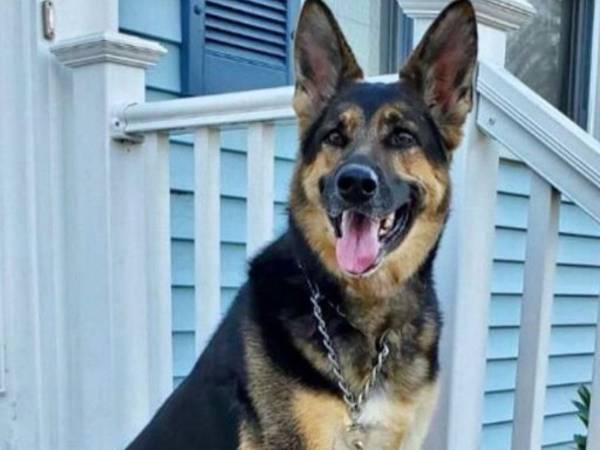 保護犬が里親に恩返し　脳卒中で倒れた男性を救う　「泣いた」「ヒーローだ」