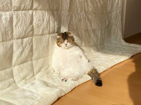 いなくなった猫を探したら…？　飼い主が目にした『光景』に、２６万人が笑顔！