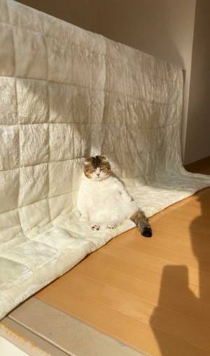 いなくなった猫を探したら…？　飼い主が目にした『光景』に、２６万人が笑顔！