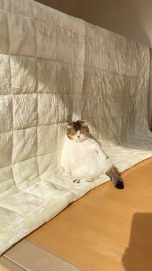 いなくなった猫を探したら…？　飼い主が目にした『光景』に、２６万人が笑顔！