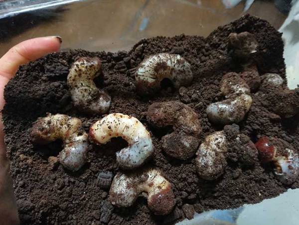 １０万人をざわつかせた、バレンタインチョコがこちら　「三度見した」「再現度エグい」