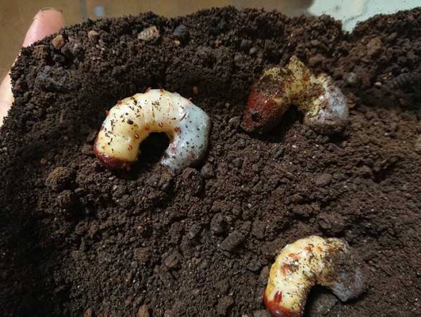 １０万人をざわつかせた、バレンタインチョコがこちら　「三度見した」「再現度エグい」