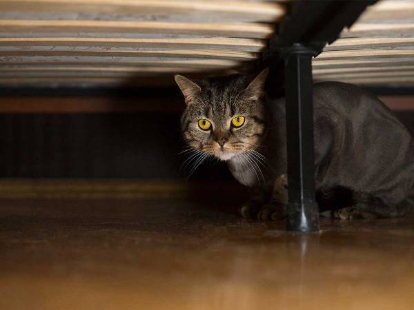 地震で猫が逃げた…　探すべき『意外な場所』に反響