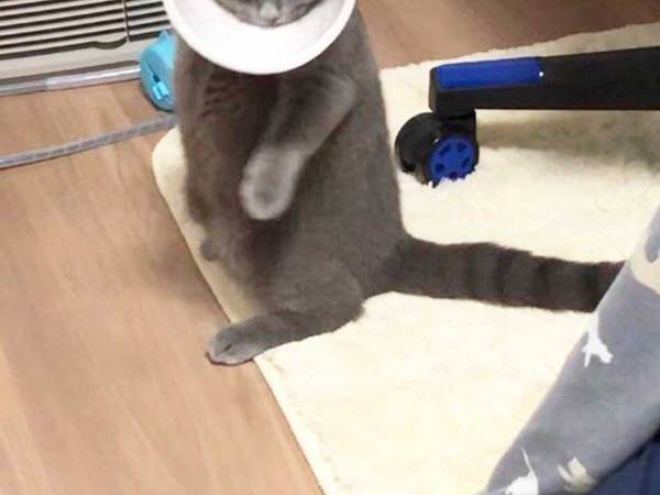 猫にエリザベスカラーをつけると？　表情に「電車で吹き出した」「最高！」