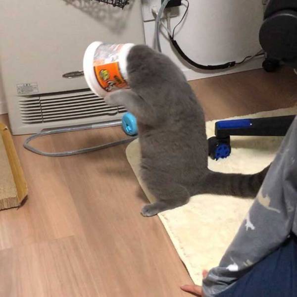 猫にエリザベスカラーをつけると？　表情に「電車で吹き出した」「最高！」