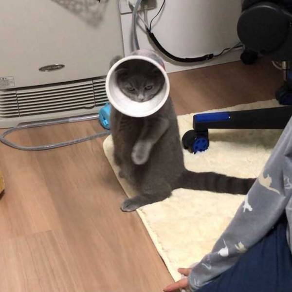 猫にエリザベスカラーをつけると？　表情に「電車で吹き出した」「最高！」