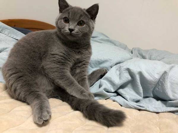 猫にエリザベスカラーをつけると？　表情に「電車で吹き出した」「最高！」