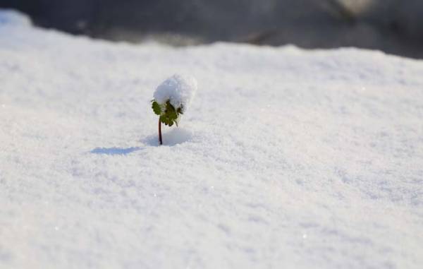 言葉は心の表れ　人の思考、心を和らげる助けになる『やまとことば』