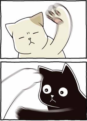 白猫から猫パンチ！　その後の黒猫が「かわいすぎる」「笑った」