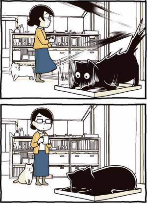 白猫から猫パンチ！　その後の黒猫が「かわいすぎる」「笑った」