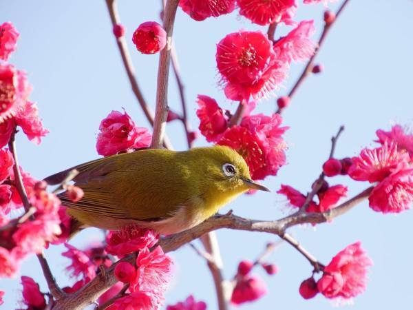梅の匂いで春を待つ　『梅が香』を愛でる気持ちは失いたくない