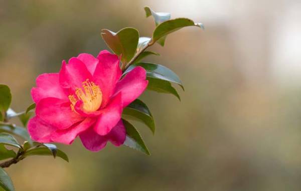 梅の匂いで春を待つ　『梅が香』を愛でる気持ちは失いたくない