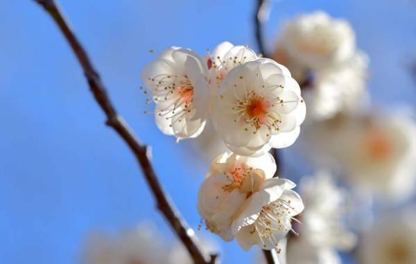 梅の匂いで春を待つ　『梅が香』を愛でる気持ちは失いたくない