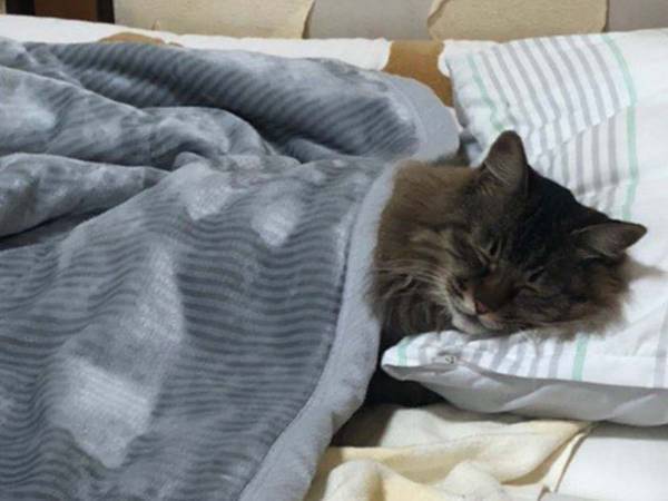 ２３万人が「ヒィッ…！」　すやすやと眠る、猫の背後にご注目