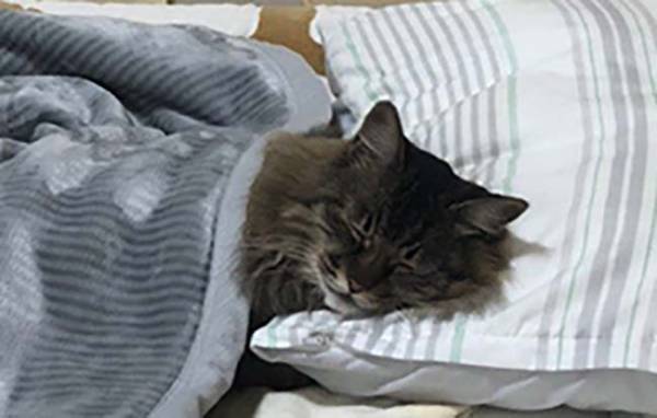 ２３万人が「ヒィッ…！」　すやすやと眠る、猫の背後にご注目