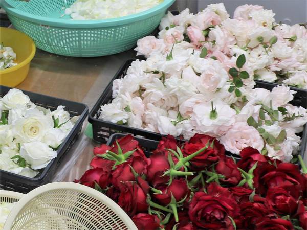 キャンセルで出荷先を失った『食用バラ』　農家が考えた活用法に「コレいいね！」「ほしい」の声