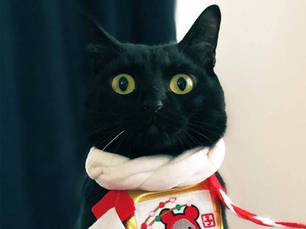この首輪しかなかった…　『猫神様』の姿に８万人が吹き出す