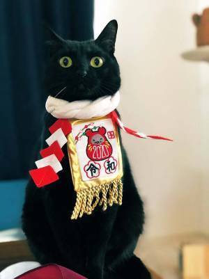 この首輪しかなかった…　『猫神様』の姿に８万人が吹き出す