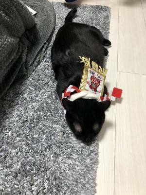 この首輪しかなかった…　『猫神様』の姿に８万人が吹き出す