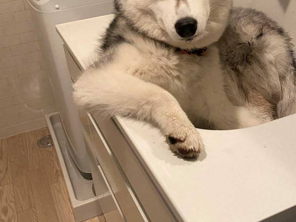 飼い主を待つハスキーがイケメンすぎる　２１万人が「惚れた」「好きです！」